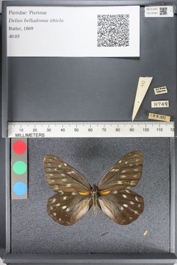 Media type: image;   Entomology 130387